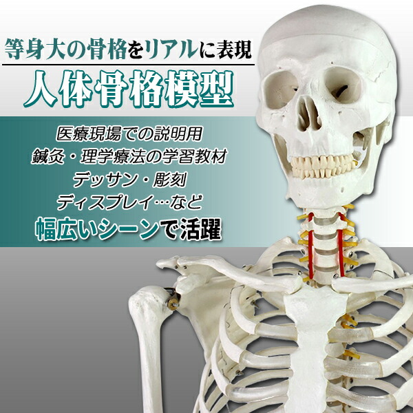 楽天市場】人体模型 骨格模型 骨 等身大 展示スタンド付き 骨格標本