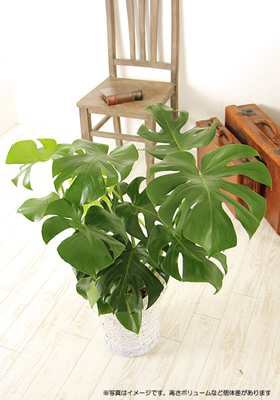 楽天市場】モンステラ 大きな葉はアジアンで人気No1 モンステラ 7号