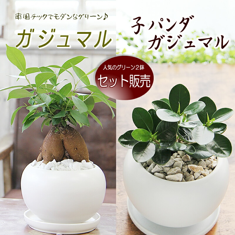 楽天市場】550円お得なセット販売 ガジュマル 幸福をもたらす精霊が