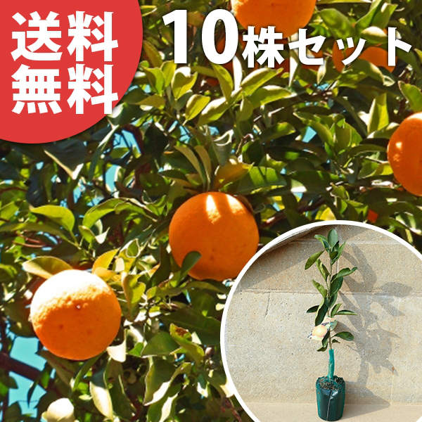 津之輝」の人気商品一覧 | 安い商品を通販サイトから探す - 価格.com