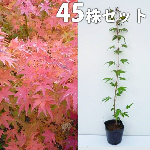 もみじ イロハモミジ 盆栽 植木」の人気商品一覧 | 安い商品を通販