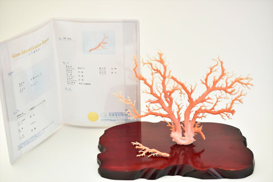 楽天市場】天然 ピンク珊瑚 原木 拝見 置物 台座付【日本近海産】【約