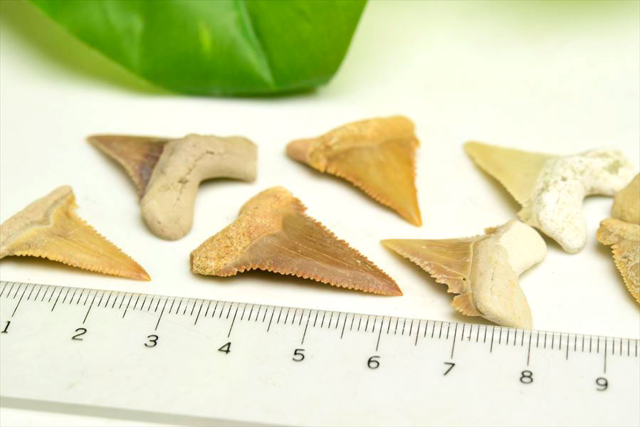 楽天市場】ホホジロザメ 歯 化石 原石 モロッコ産種類お任せ【約1.5g