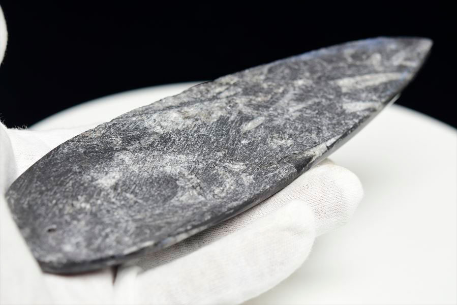 楽天市場】オルソセラス 直角貝 化石【モロッコ産】【約199.8g