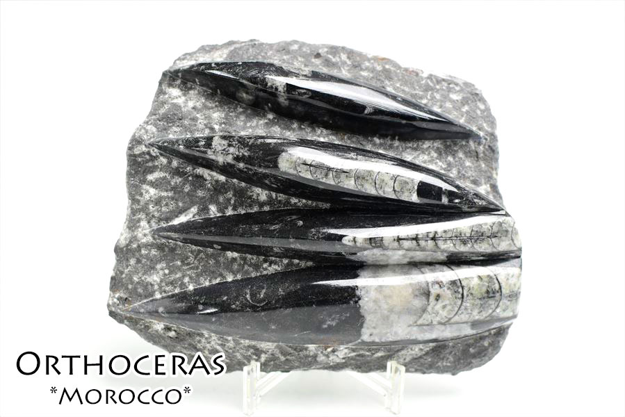 楽天市場】オルソセラス 直角貝 化石 プレート 簡易イーゼルスタンド