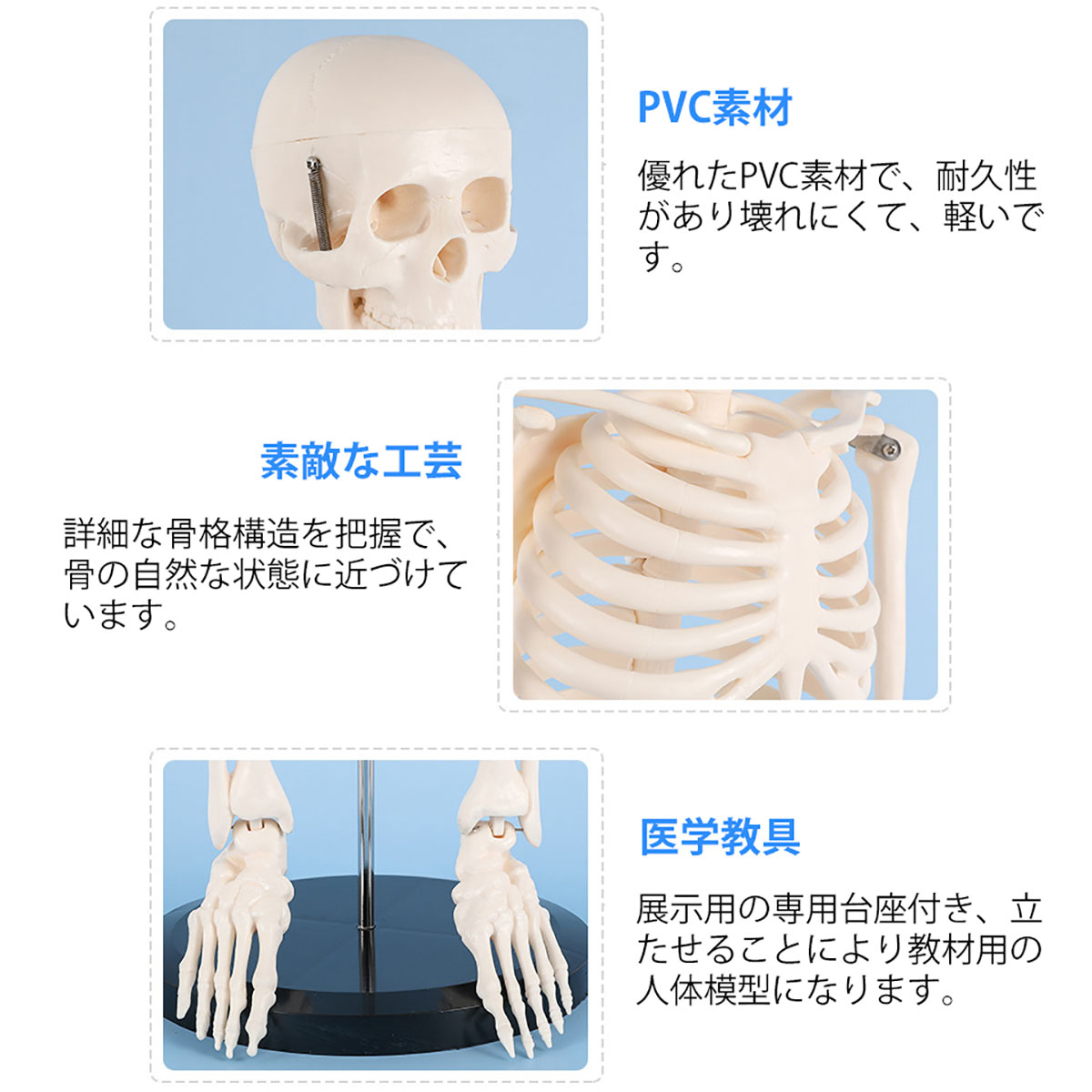 楽天市場】[高さ85cm] VeroMan 人体骨格模型 等身大サイズ 骨格標本