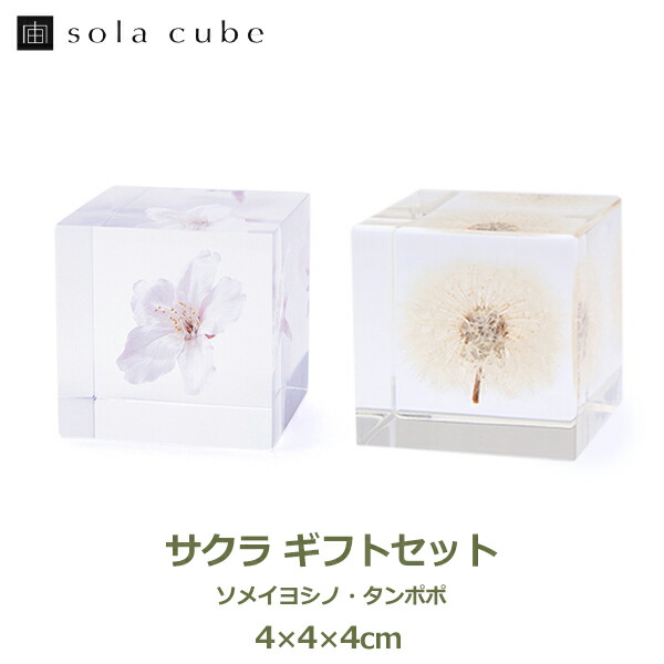 楽天市場】最大100%ポイントバック サクラ ギフト セット ソメイヨシノ