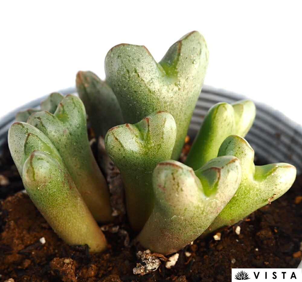 楽天市場】白鳥（ハクチョウ） ハオルチア属 多肉植物 9cmポット観葉