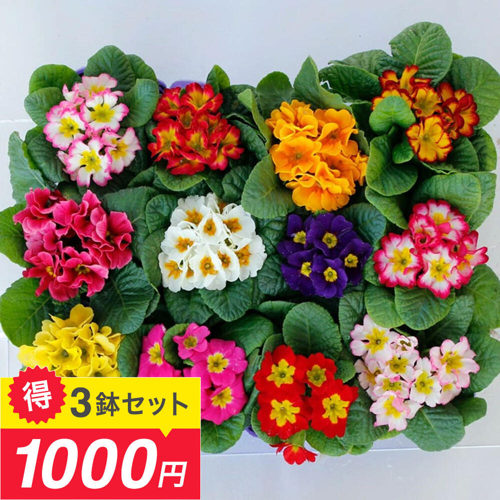 楽天市場】なんちゃって＼1000円ポッキリ／ 花苗 プリムラ ジュリアン