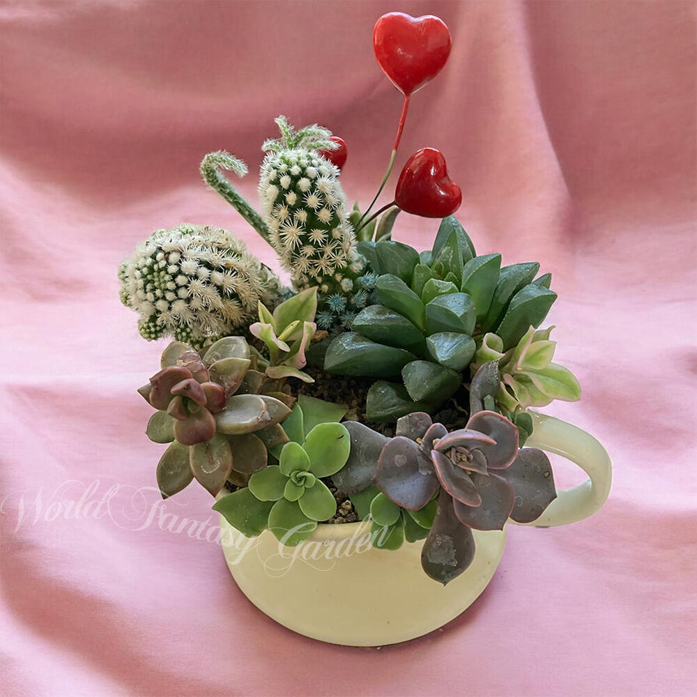 楽天市場】ギフト プレゼント 多肉植物の寄せ植え コーヒードリッパー