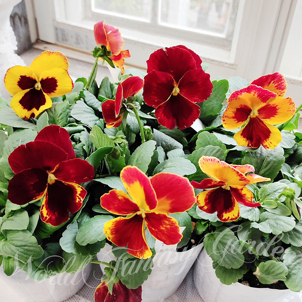 楽天市場】花苗 春 パンジー マリア イエローファイヤーII 3.5号 2鉢