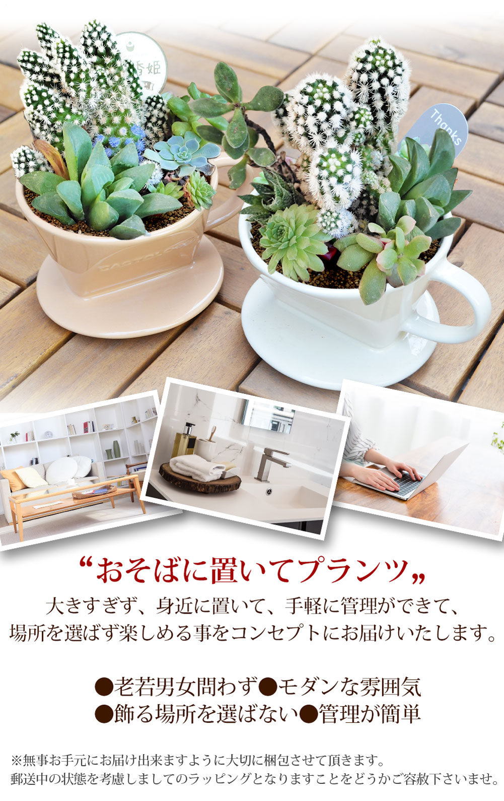楽天市場】ギフト プレゼント 多肉植物の寄せ植え コーヒードリッパー