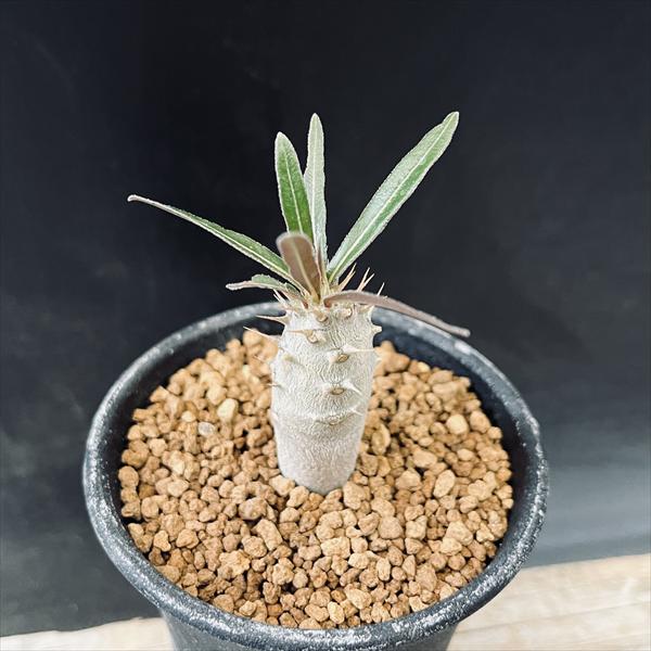 楽天市場】コーデックス：パキポディウム グラキリス 実生*L 塊根幅