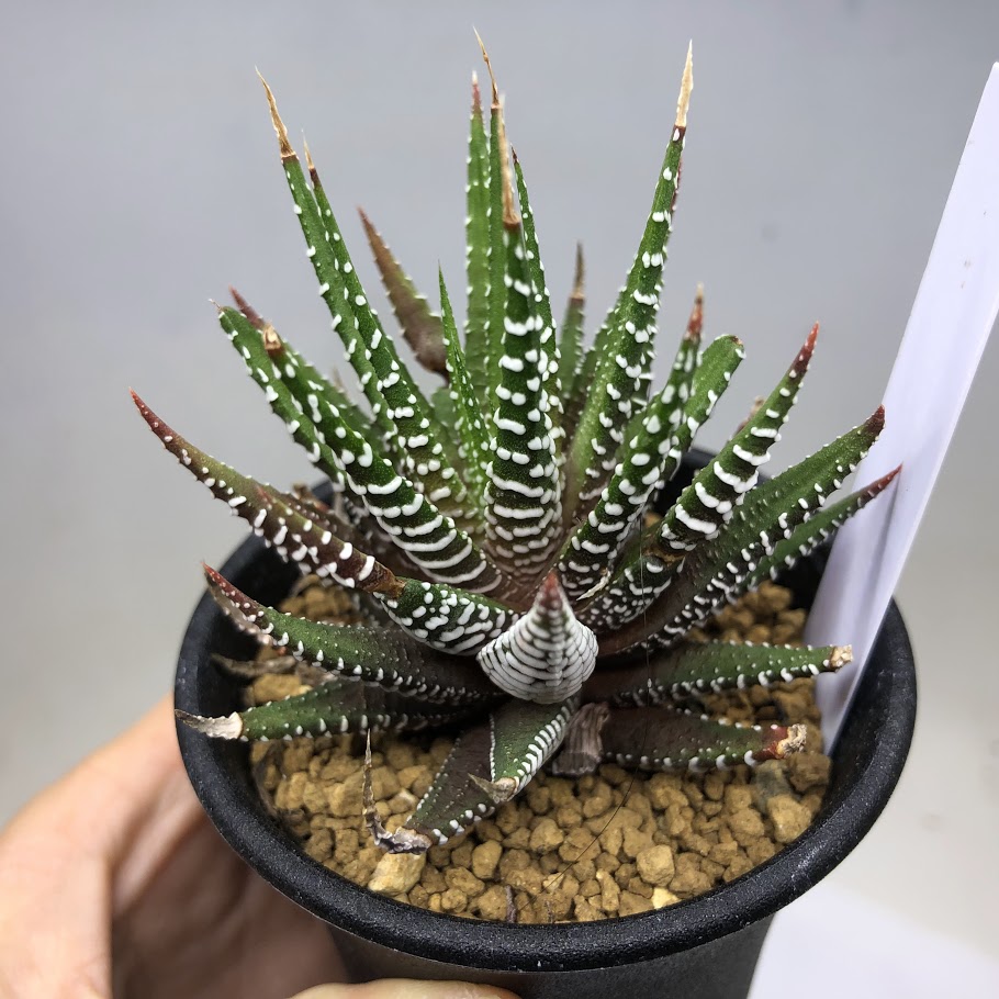楽天市場】多肉植物：ハオルチア 十二の巻 S*幅6cm : 遊恵盆栽 楽天市場店