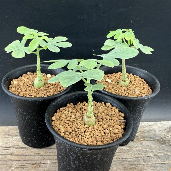 楽天市場】アデニア（観葉植物｜花・観葉植物）：花・ガーデン・DIYの通販