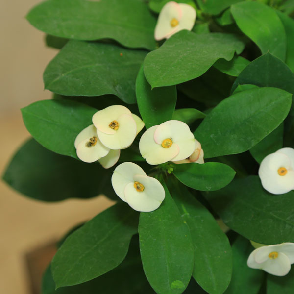 楽天市場】多肉植物：大輪花キリン シャインキッス*ユーフォルビア