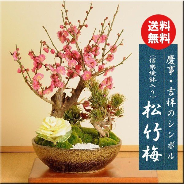 楽天市場】 盆栽鉢 > 作家鉢 > 常滑：秀峰(しゅうほう） : 遊恵盆栽