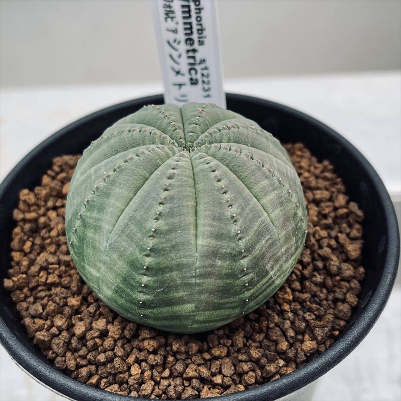 楽天市場】多肉植物：ユーフォルビア シンメトリカ*M 幅5cm : 遊恵