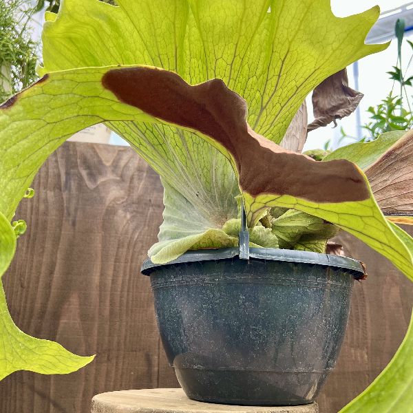 楽天市場】おしゃれ 観葉植物：ビカクシダ コウモリラン スパーバム