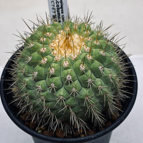 楽天市場】サボテン：コピアポア コルムナアルバ 孤竜丸（こりゅうまる