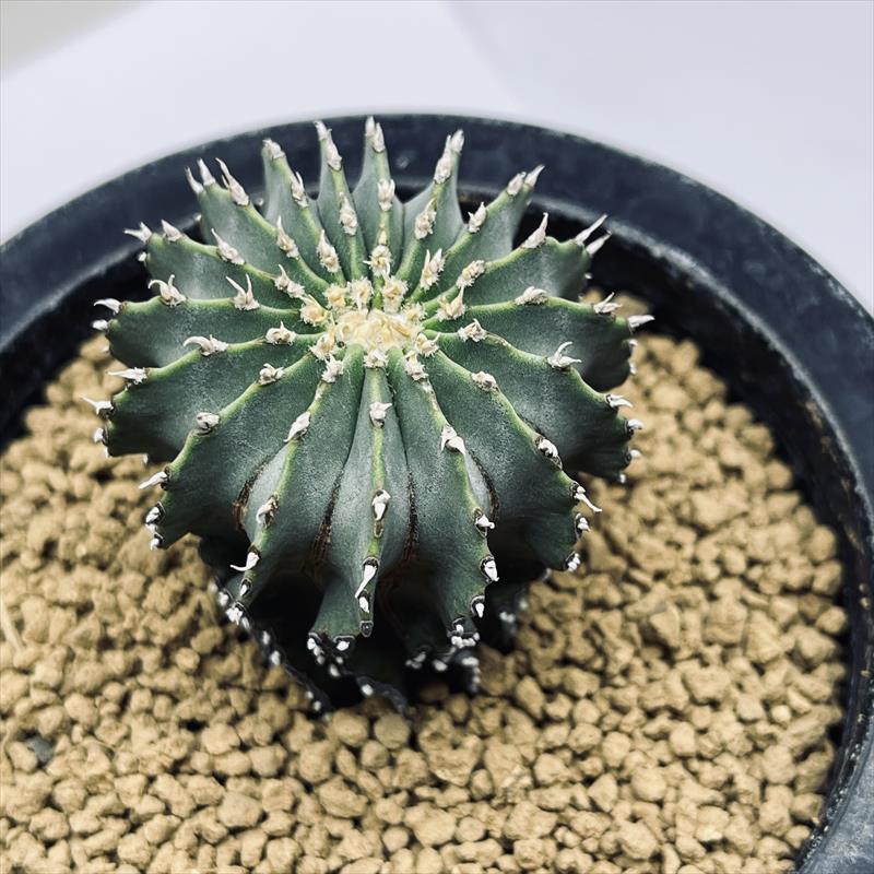 楽天市場】サボテン：ゲオヒントニア メキシカーナ 実生*幅4.5cm