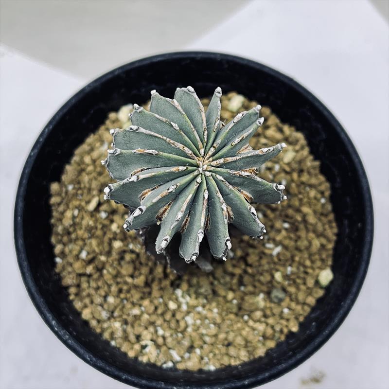 楽天市場】サボテン：ゲオヒントニア メキシカーナ 実生*幅4cm 現品