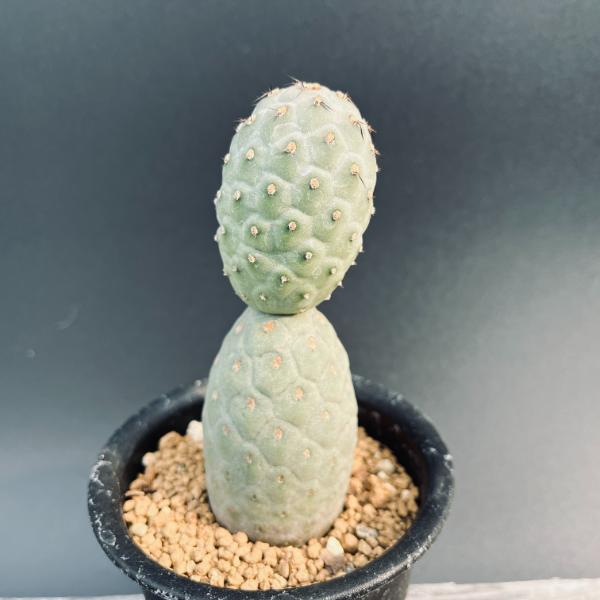 楽天市場】サボテン：テフロカクタス ゲオメトリクス 自根*幅4cm