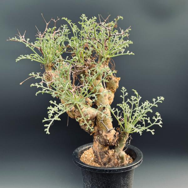 楽天市場】コーデックス：ペラルゴニウム クリズミフォリウム*葉幅