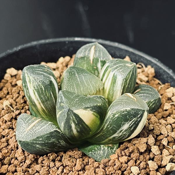 楽天市場】多肉植物：ハオルチア 鮮明黄色斑 コレクタ錦*幅6cm 現品