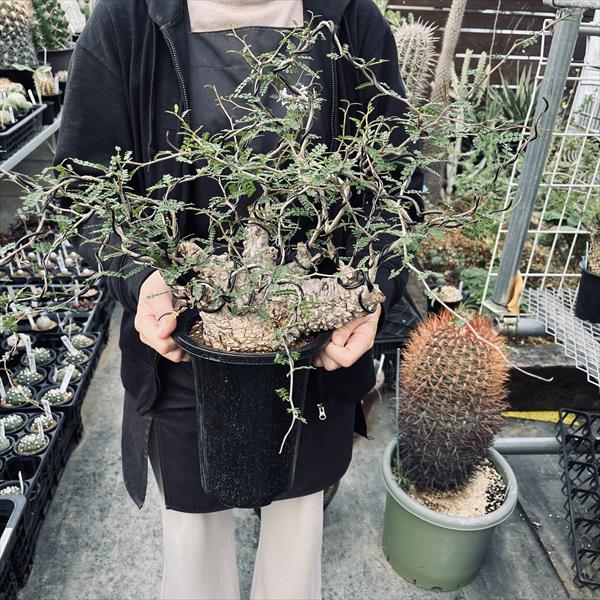 楽天市場】盆栽仕立て：オペルクリカリア パキプス 発根済*塊根幅