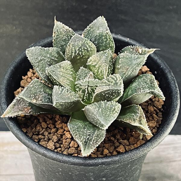 楽天市場】多肉植物：ハオルチア 毛蟹*幅6cm : 遊恵盆栽 楽天市場店