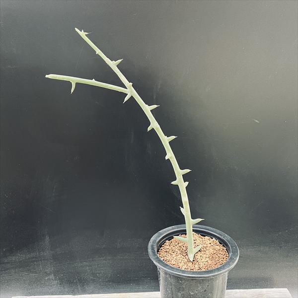 楽天市場】コーデックス：アデニア グロボーサ 挿し木*幅3cm : 遊恵