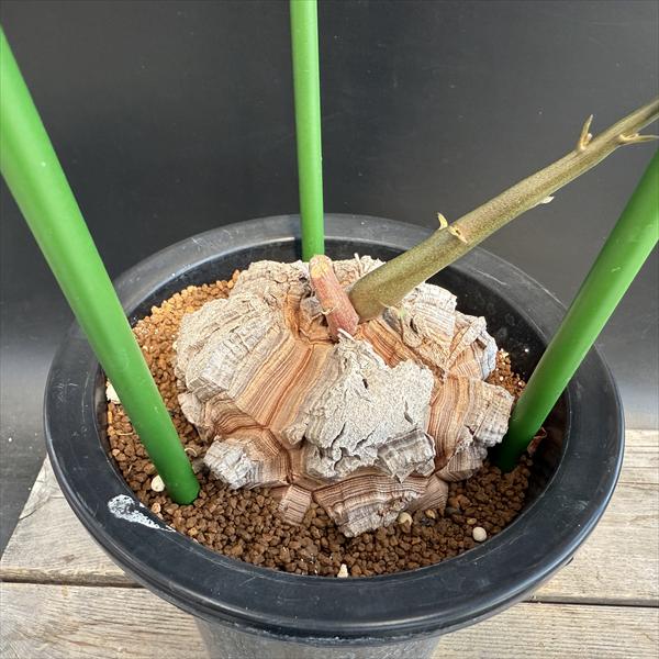 観葉植物 アフリカ亀甲竜」の人気商品一覧 | 安い商品を通販サイトから