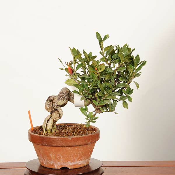 植木 盆栽 クチナシ」の人気商品一覧 | 安い商品を通販サイトから探す