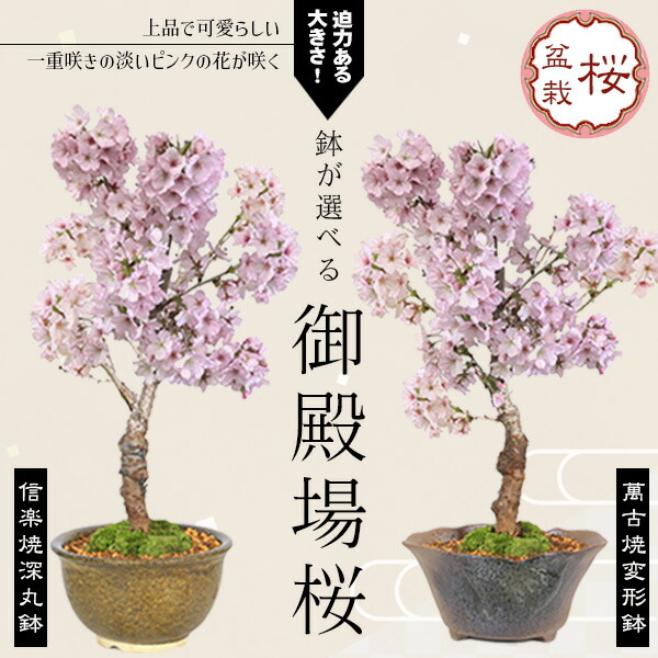 楽天市場】鉢花 観葉植物：フィリカ プベッセンス ワフトフェザー