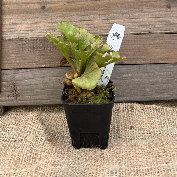 ビカクシダ リドレイ」の人気商品一覧 | 安い商品を通販サイトから探す