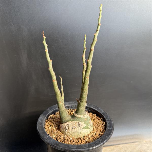 楽天市場】アデニア（観葉植物｜花・観葉植物）：花・ガーデン・DIYの通販