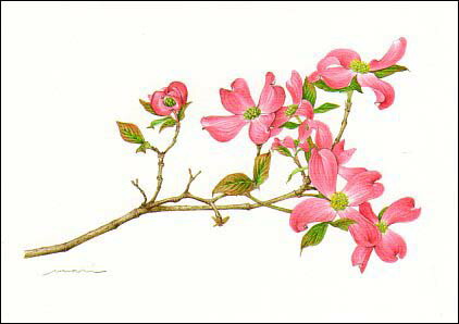 楽天市場】ポストカード ボタニカルアート 西本眞理子「ハナミズキ