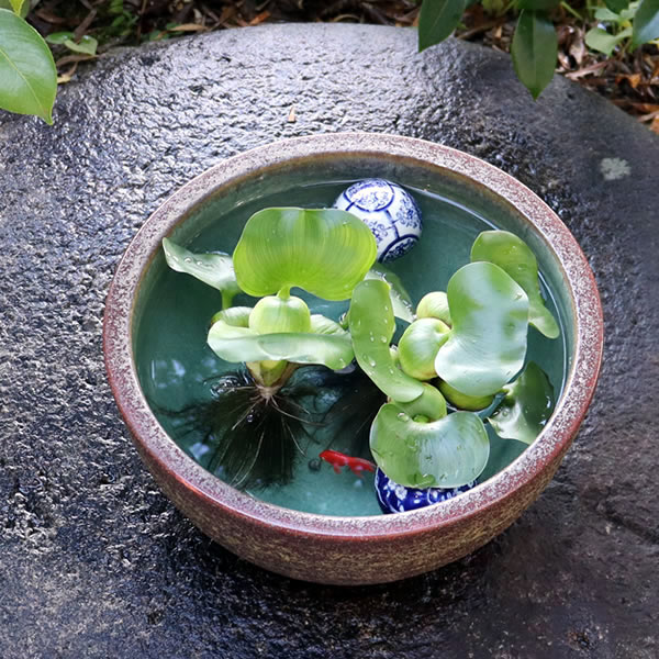 楽天市場】【38時間限定20%OFFクーポン配布中】睡蓮鉢 メダカ鉢 めだか