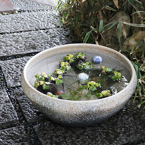 楽天市場】【38時間限定20%OFFクーポン配布中】スイレン鉢 大型 陶器