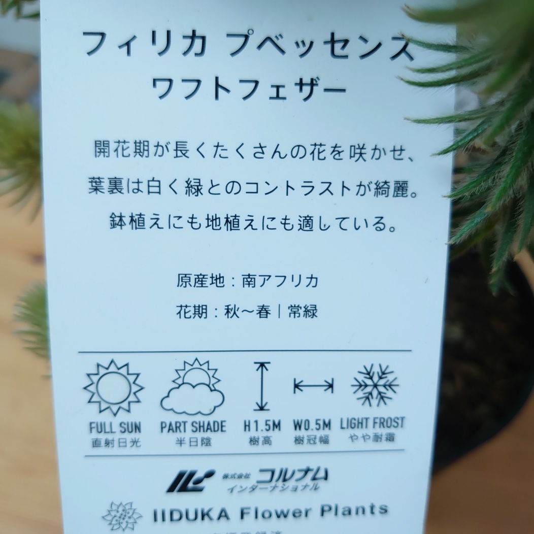 楽天市場】【フィリカ プベッセンス ーワフトフェザー】 ガーデニング