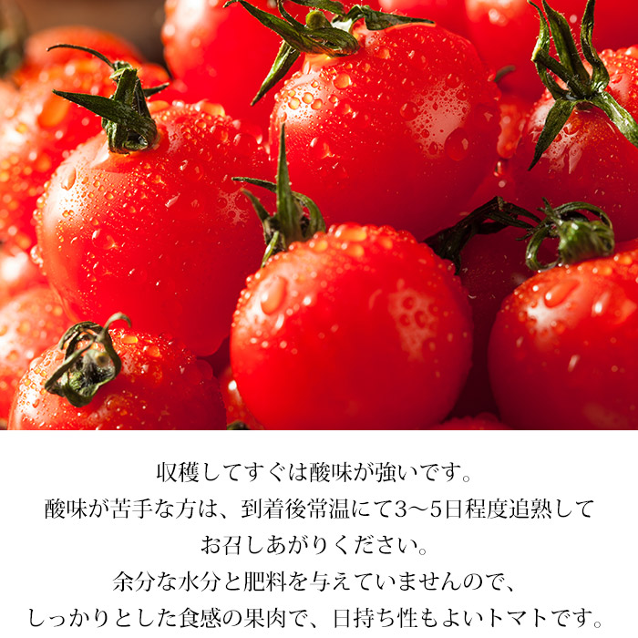 楽天市場】【3/4 20:00〜エントリーでP10倍】トマト ミニトマト