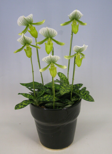 ♡*♡様 洋蘭 6ポット 胡蝶蘭 パフィオペディルム オンシジューム