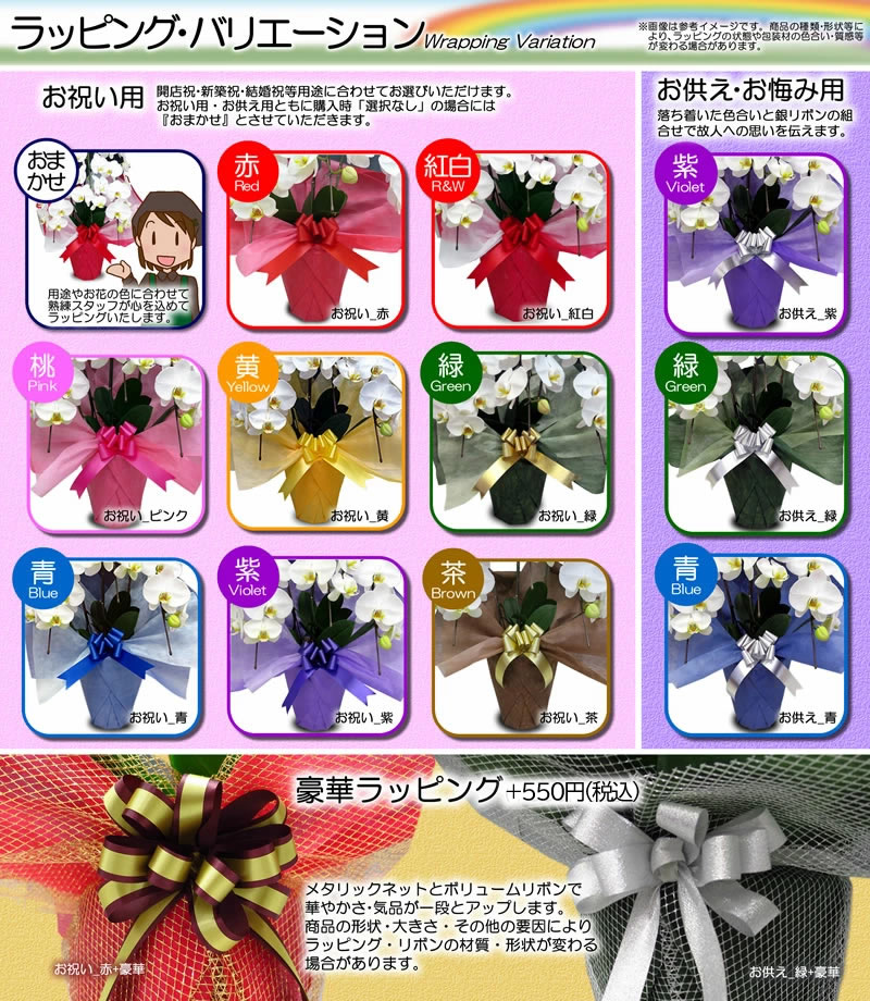 楽天市場】シンビジューム ピンク アーチ 5本立ち ラッピング付 耐寒性