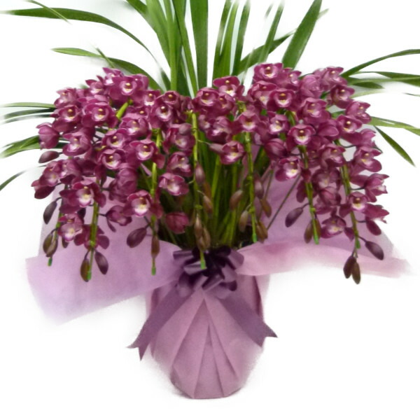 楽天市場】シンビジューム ワインシャワー 赤ワイン色 アーチ 7本立ち