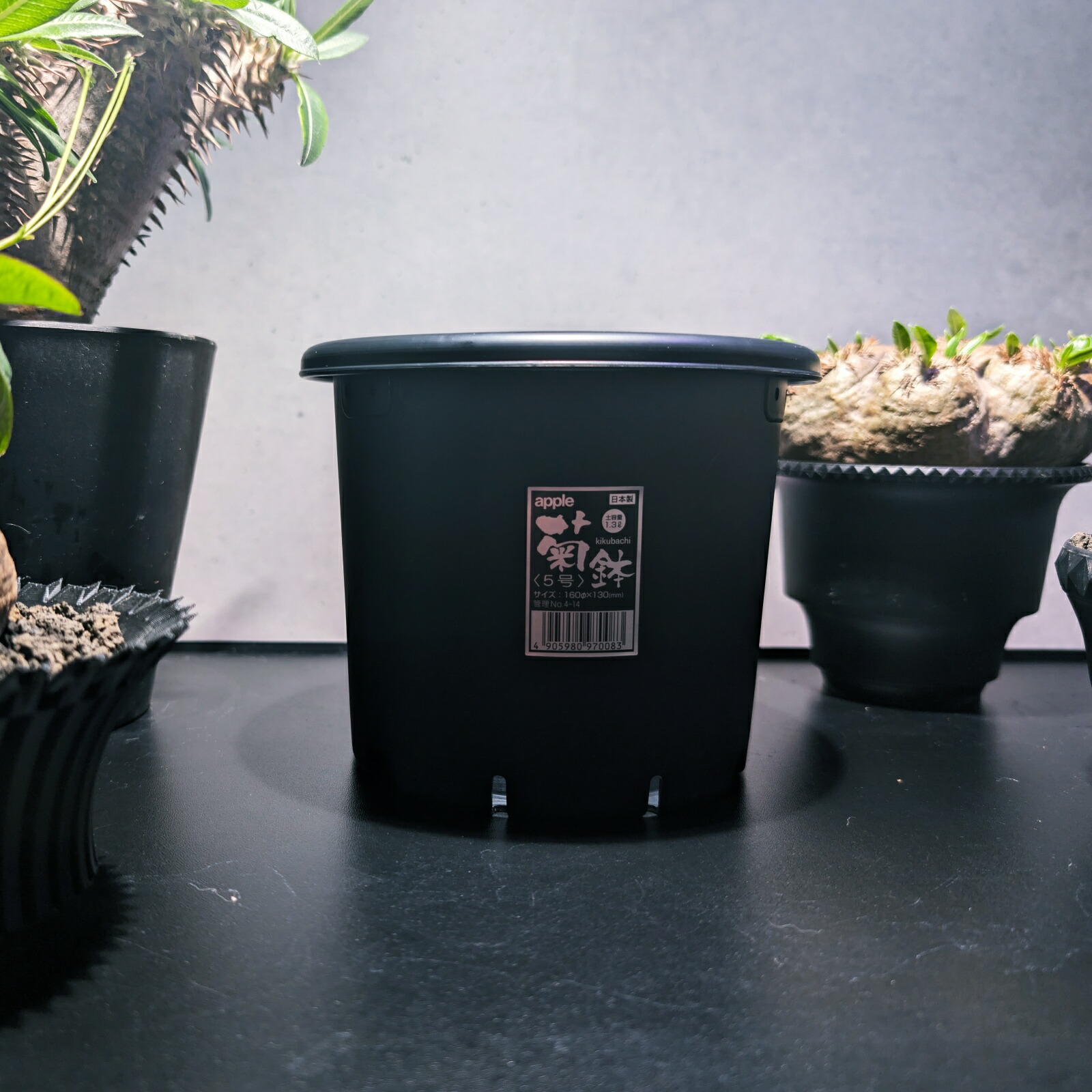 楽天市場】【鉢】アップルウェアー 菊鉢 5号 ブラック（アガベ・塊根