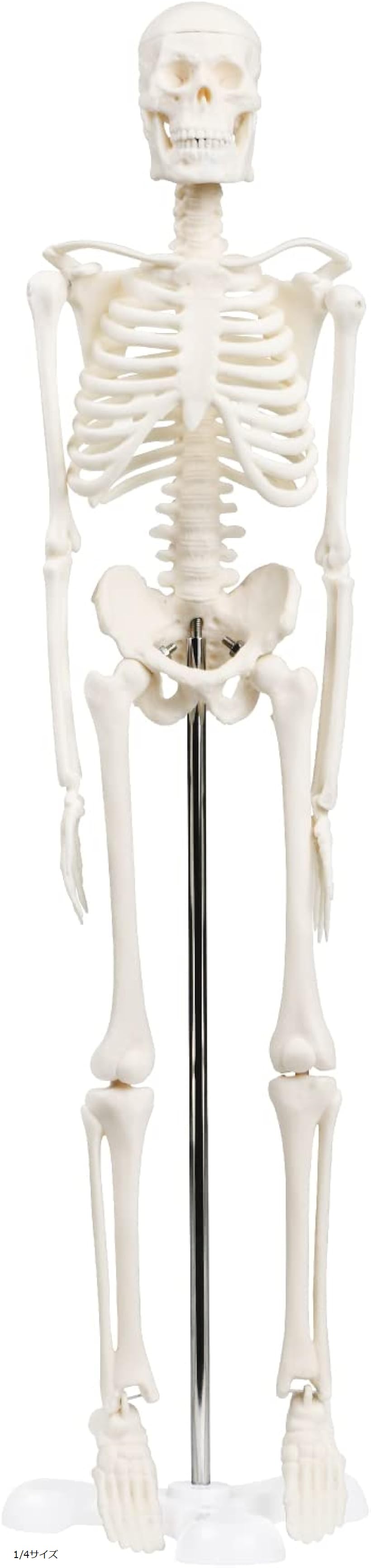 楽天市場】【楽天ランキング1位入賞】シンプルな1/4サイズの全身骨格