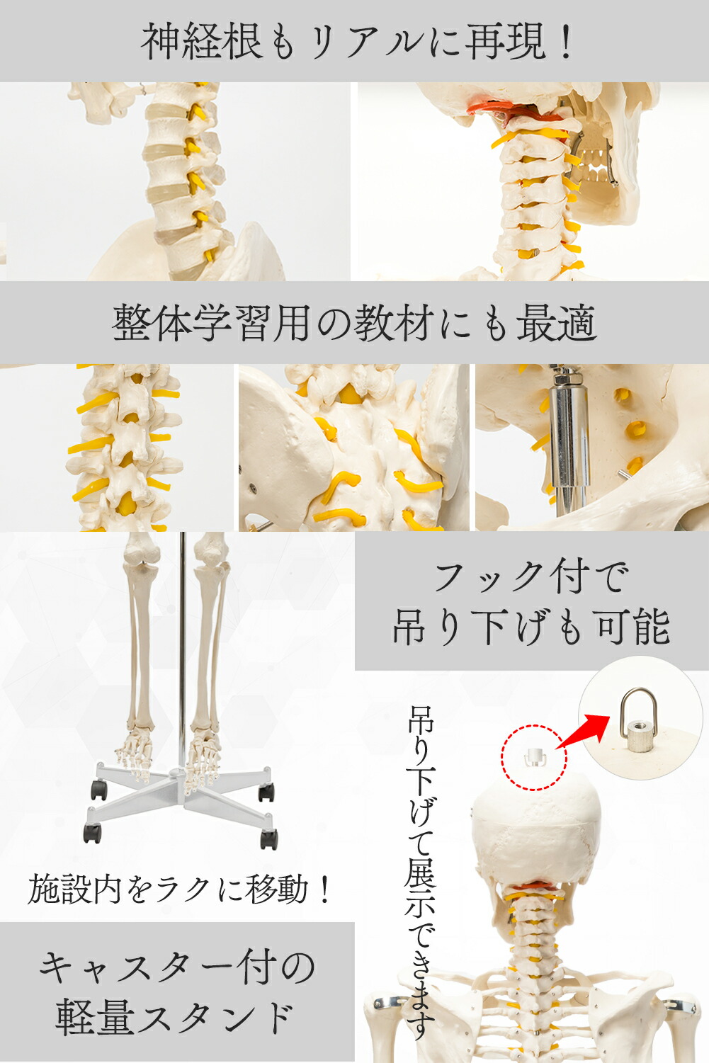 楽天市場】【国際規格認証品】 等身大 人体模型 骨格模型 170cm