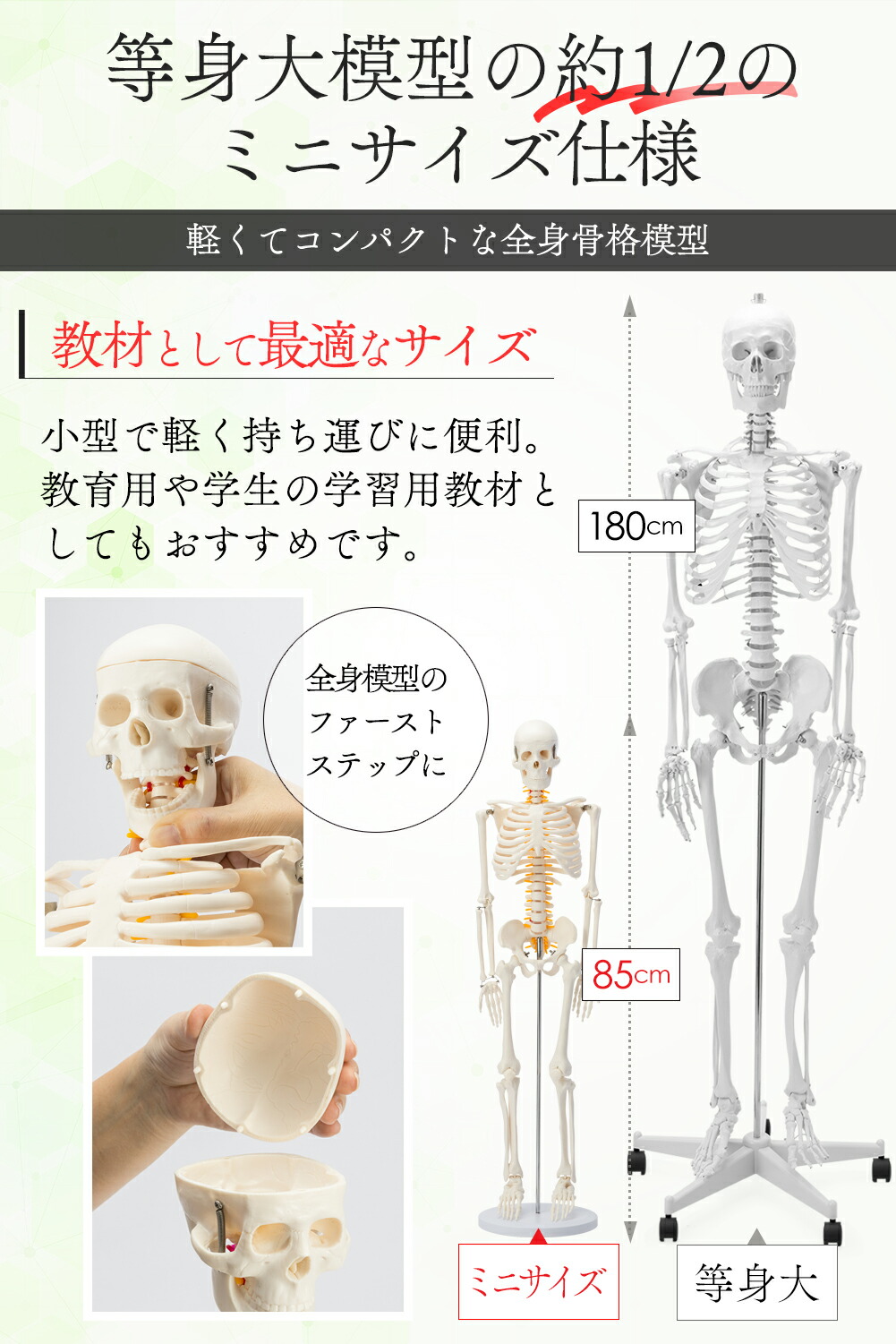 楽天市場】【国際規格認証品】 ミニサイズ 人体模型 骨格模型 85cm