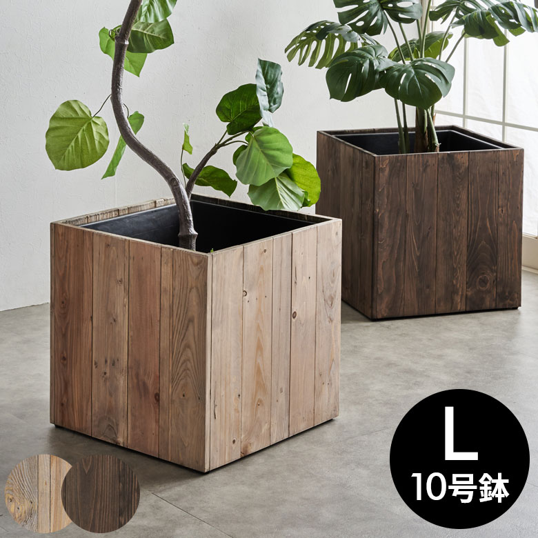 楽天市場】観葉植物 10号（植木鉢・プランター｜ガーデニング・農業